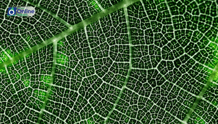 Lesson 11: The Cellular Tapestry of a Leaf